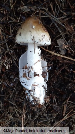 Amanita battarrae