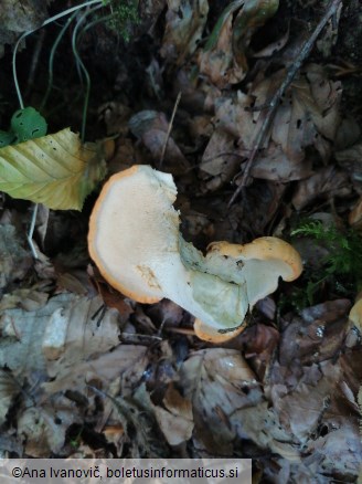 Hydnum repandum