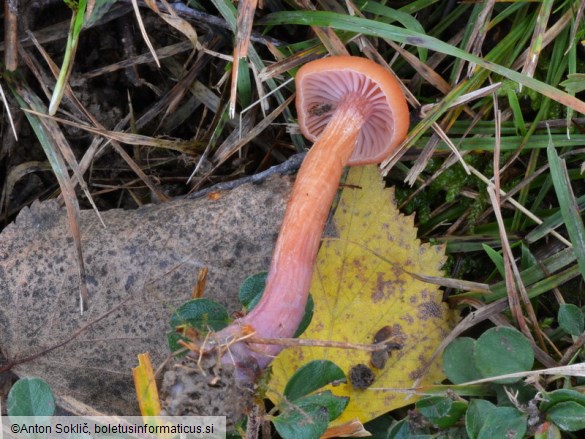 Laccaria bicolor