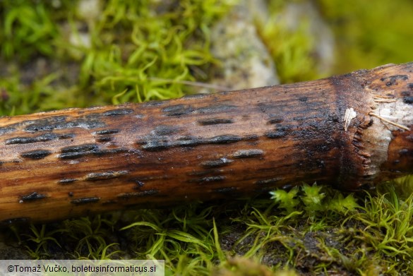 Setoseptoria arundinacea