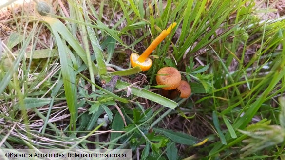 Hygrocybe