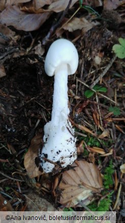 Amanita virosa