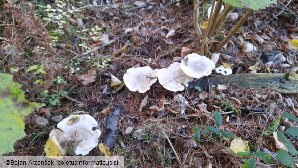 Clitocybe nebularis