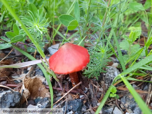 Hygrocybe conica