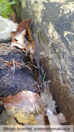 Xylaria longipes