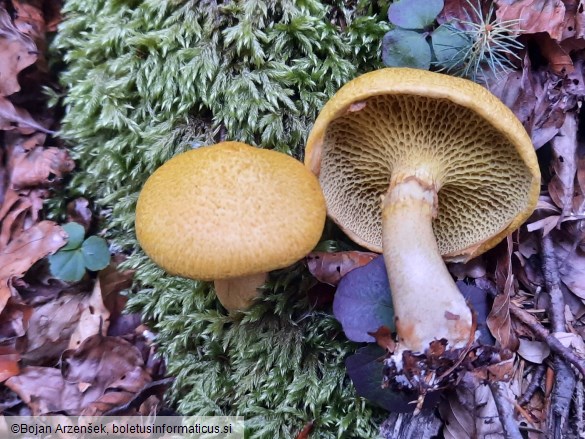 Boletinus cavipes f. aureus