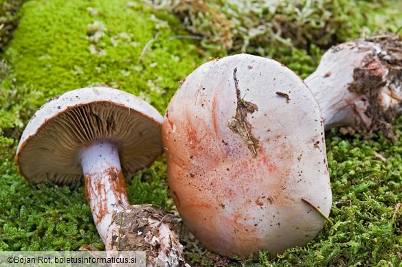 Cortinarius rufo-olivaceus