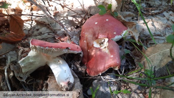 Russula aurora