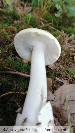 Amanita phalloides