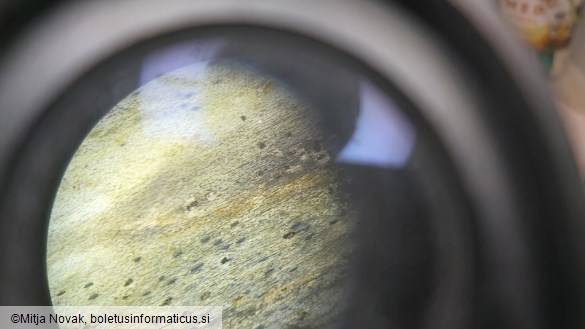 Lophiostoma viridarium