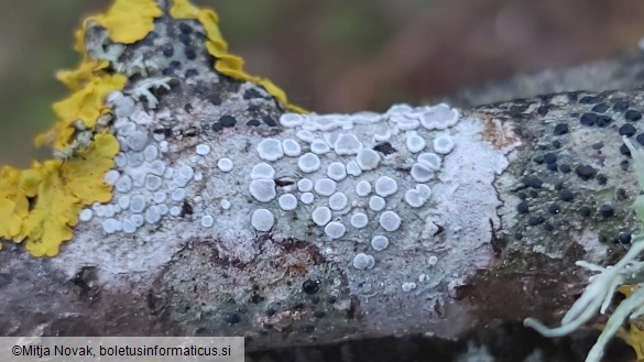 Xanthoria parietina