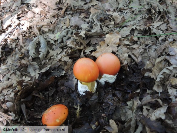 Amanita caesarea