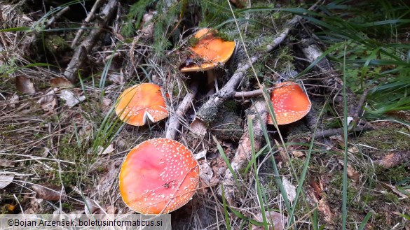 Amanita muscaria