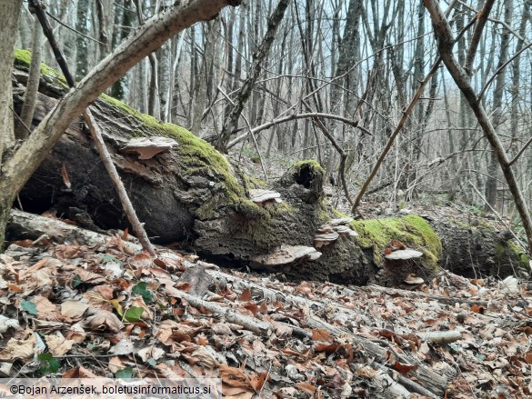 Ganoderma applanatum