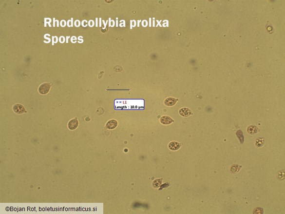 Rhodocollybia prolixa