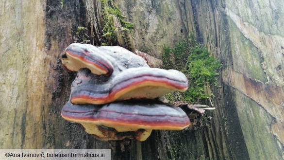 Fomitopsis pinicola