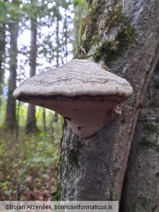 Fomes fomentarius