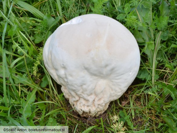 Calvatia gigantea