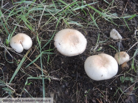 Agaricus bernardii