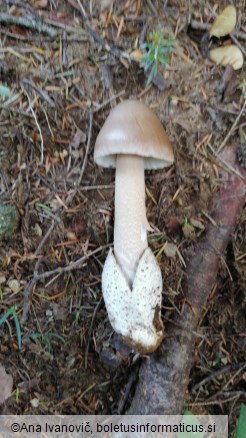 Amanita subalpina