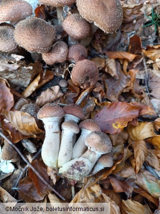 Armillaria ostoyae