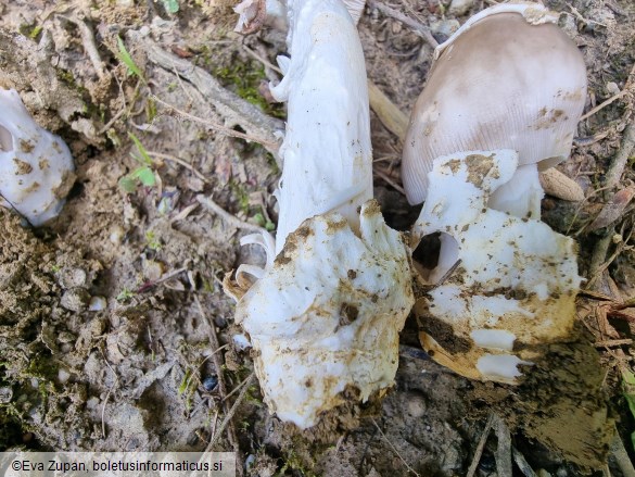 Amanita amplivelata