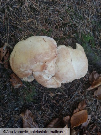 Albatrellopsis confluens