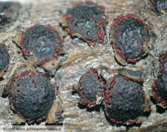 Dialonectria diatrypicola