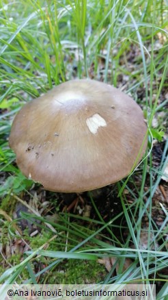 Pluteus cervinus