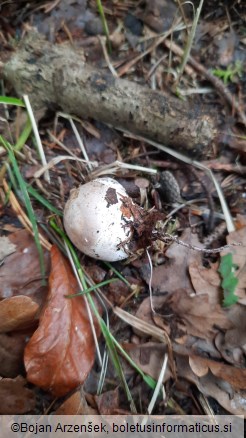 Clathrus archeri