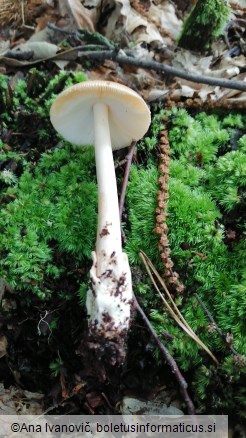 Amanita fulva