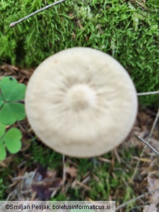 Xerula radicata