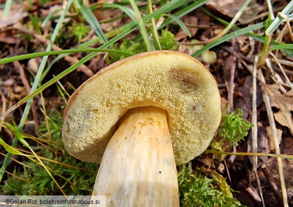 Hortiboletus bubalinus