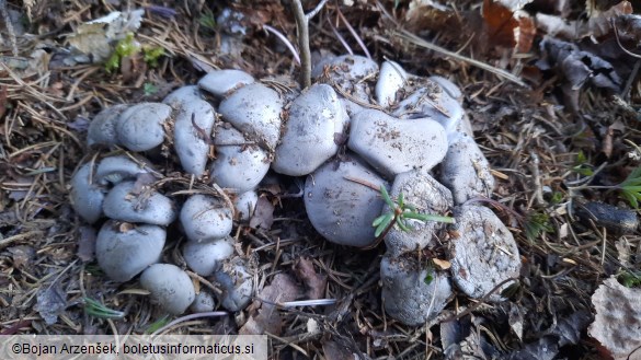 Hygrophorus marzuolus