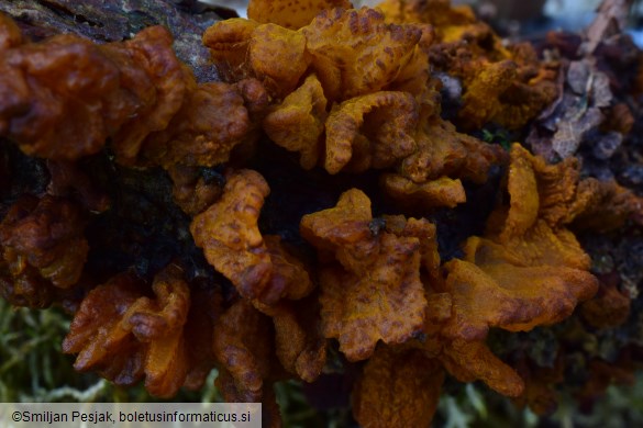 Gymnosporangium tremelloides