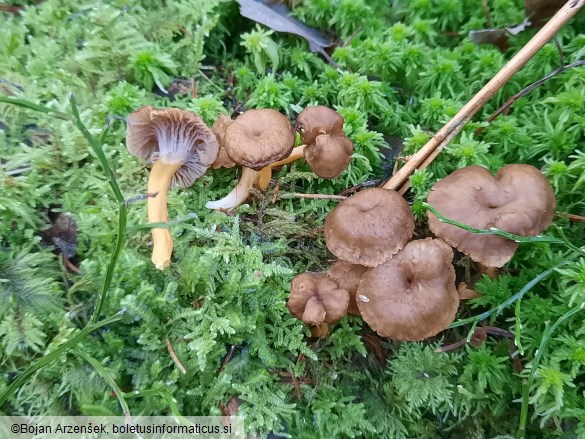 Cantharellus tubaeformis