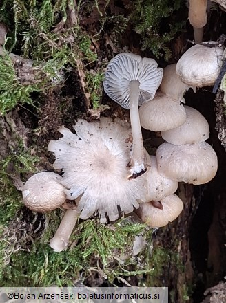 Clitocybula lacerata