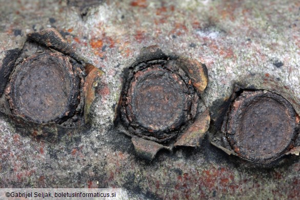 Biscogniauxia marginata