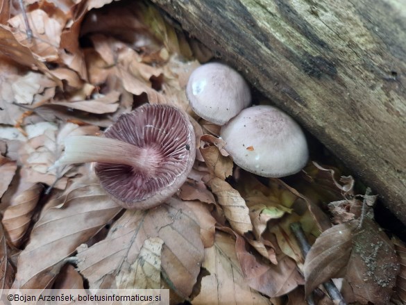 Mycena pelianthina