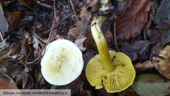 Tricholoma sulphureum