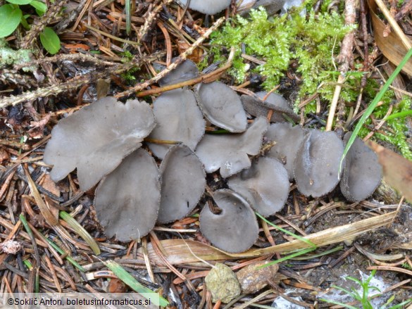 Helvella fibrosa