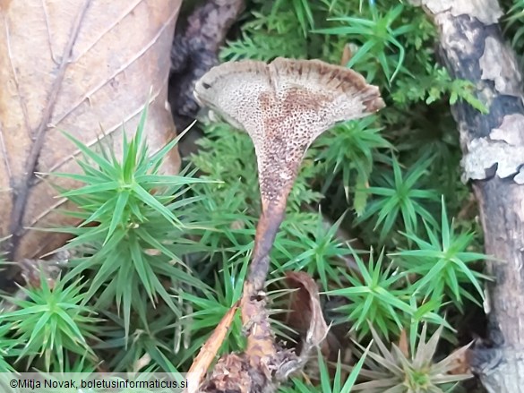 Coltricia perennis