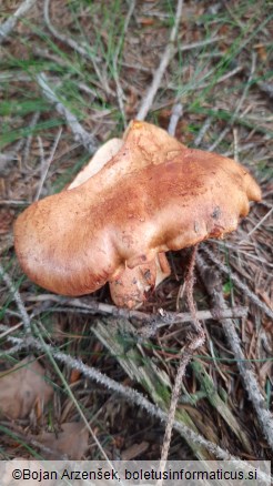 Cortinarius rubicundulus