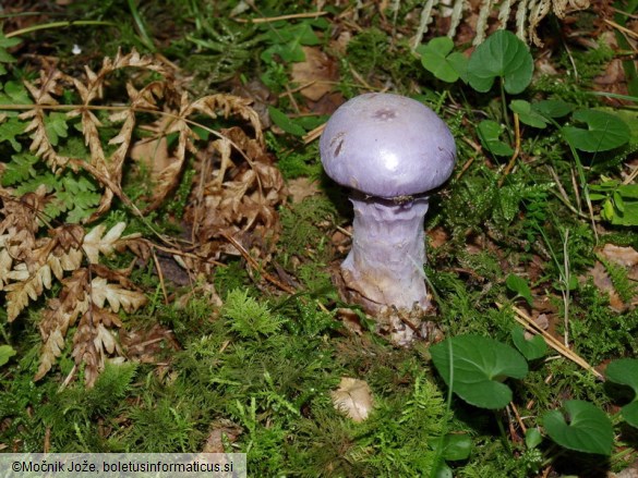 Cortinarius traganus