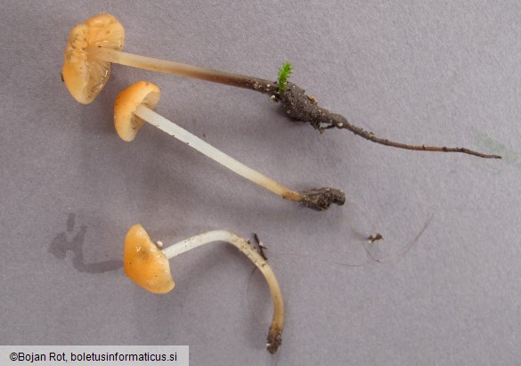 Atheniella leptophylla