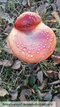 Amanita muscaria