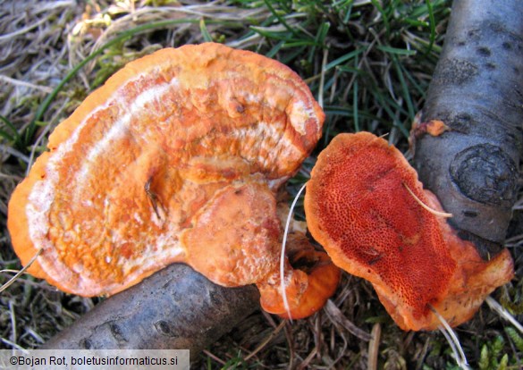 Pycnoporus cinnabarinus