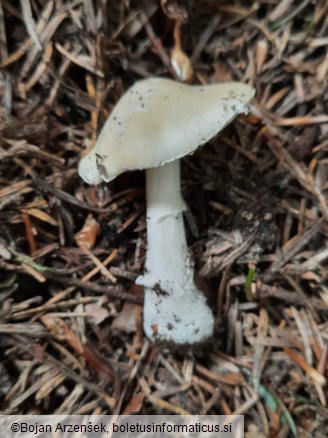 Amanita gemmata