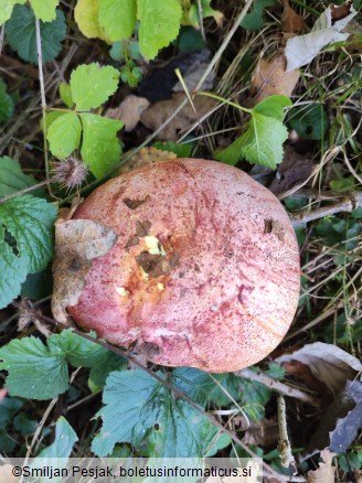 Boletus regius
