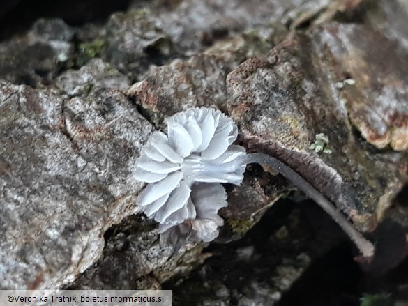 Mycena pseudocorticola